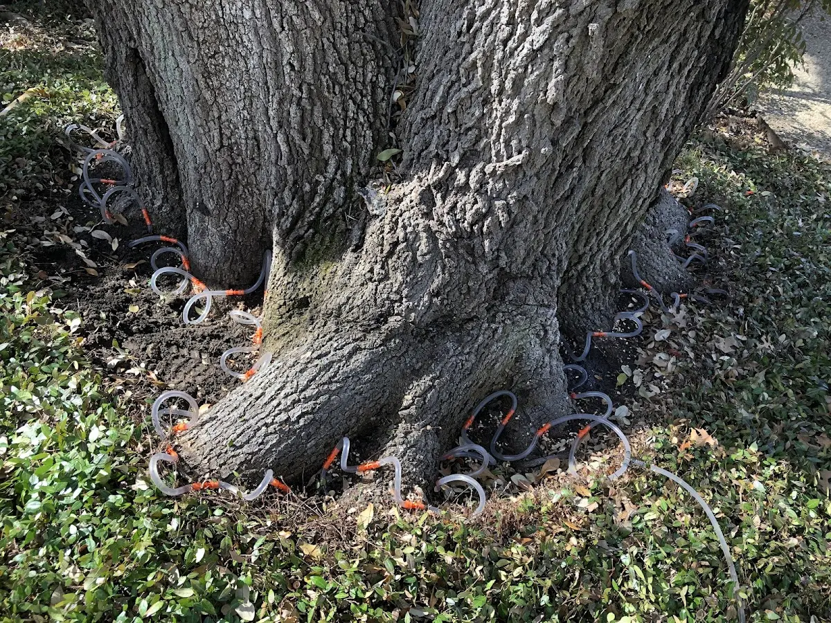 Detailed Tree Cabling and Bracing job site in Sierra City