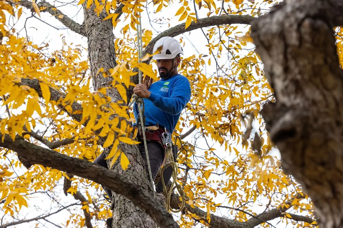 Skilled Tree Transplanting crew working in Sierra City