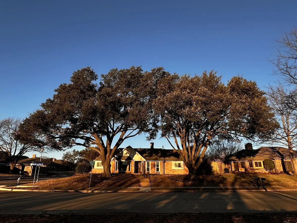 Established residential canopy tree shading a home in Sierra City