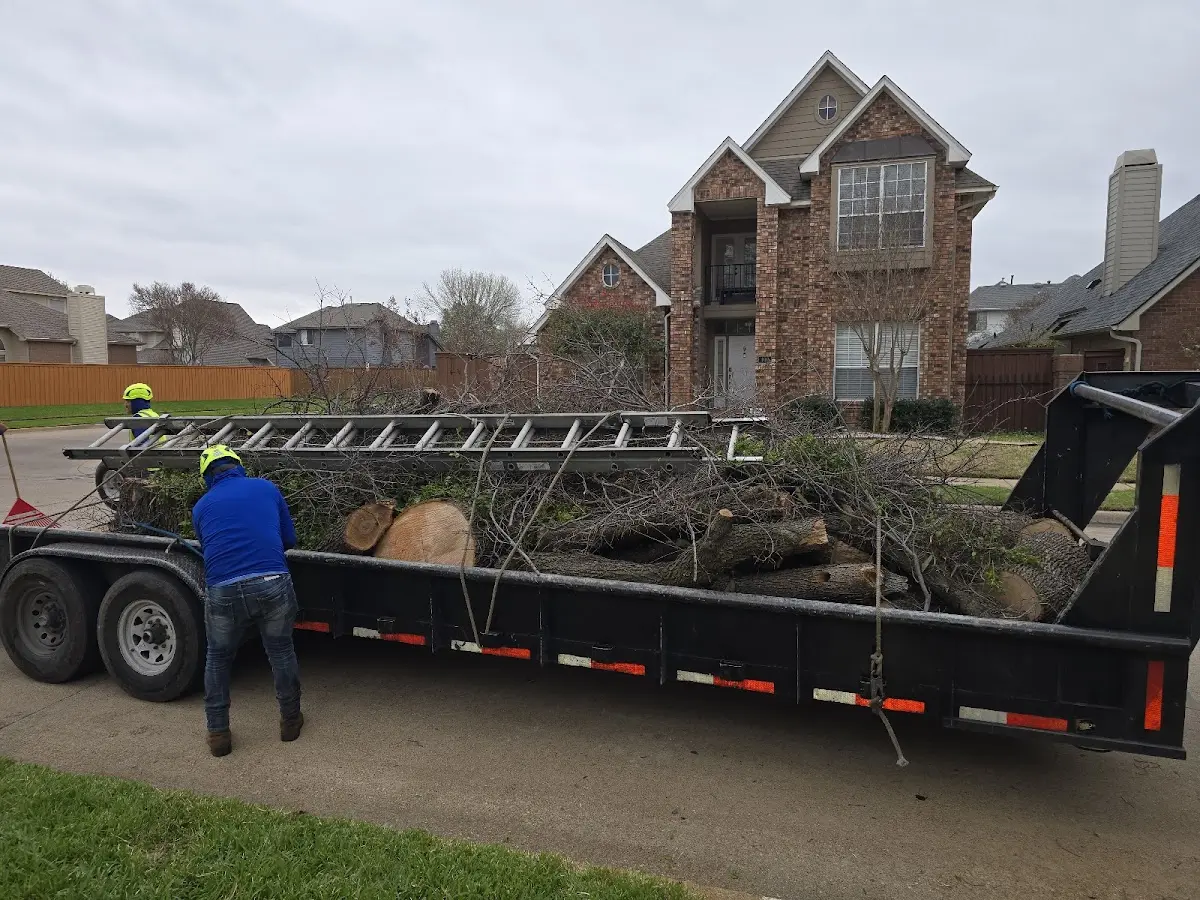 Expert Tree Fertilization with proper safety equipment in Sierra City